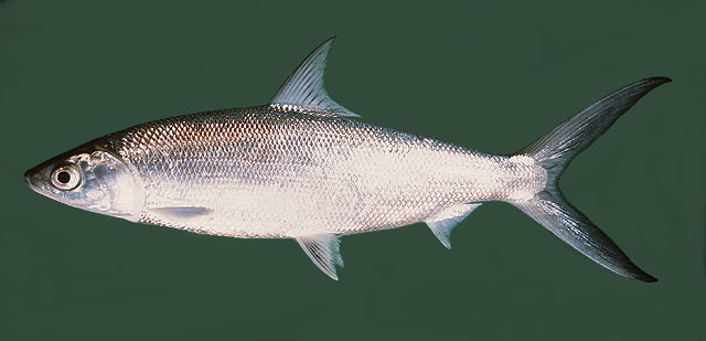 CHANOS CHANOS.
ชื่อทั่วไป = MILKFISH.หรือ นวลจันทร์ทะเล.
ขนาด = โดยเฉลี่ยทั่วไปประมาณ 1.24 ม. เคยม