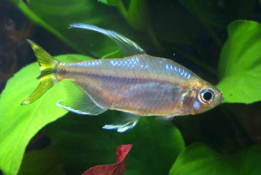 ALESTOPETERSIUS CAUDALIS.
ชื่อทั่วไป = YELLOWFIN CONGO TETRA.จัดว่าเป็นปลาที่ไม่ค่อยได้พบเห็นบ่อยนั
