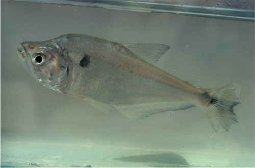 ข่าวสั้นๆก่อนเข้านอน ในเดือนนี้มีการระบุ ปลาDOGTOOTH CHARACIN. ชนิดใหม่ขึ้นมาอีก 1 ชนิดในสกุล CYNOPO