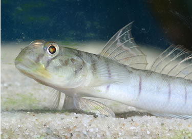 AWAOUS STRIGATUS.
ชื่อทั่วไป = CANDY STRIPE GOBY.
แหล่งที่พบ = พบใน RIO ATRATO. ของโคลัมเบีย อ่าวM