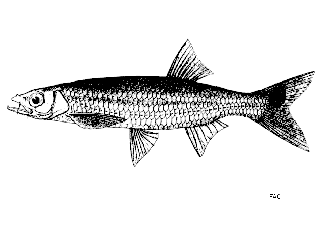 LUCIOSOMA BLEEKERI.
ชื่อทั่วไป = หลายๆท่านเรียกว่า"ปลาซิวอ้าว" 
แหล่งที่พบ = พบในประเทศที่แม่นำโขง