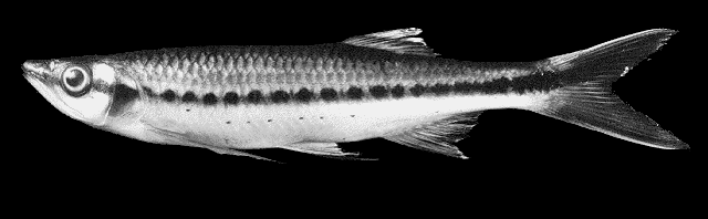 LUCIOSOMA SETIGERUM.
ชื่อ = ชื่อเป็นไทย" ปลาอ้ายอ้าว หรือ ปลาอ้าว" คือถ้าดูอีกหน่อย ในลาวเขาจะเรียก