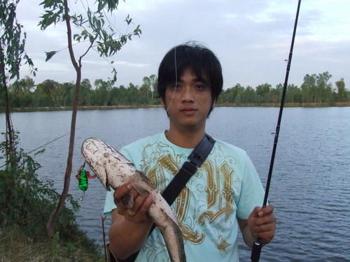 แถมอีกทริบ ไปตกปลาช่อนได้มาตัว คัน