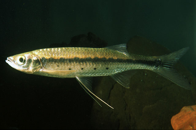 คราวนี้มาถึงคิวของLUSIOSOMA PELLEGRINII. กับ LUCIOSOMA TRINEMA. แต่น่าเสียดายข้อมูลในFISHBASE.มีรูปใ