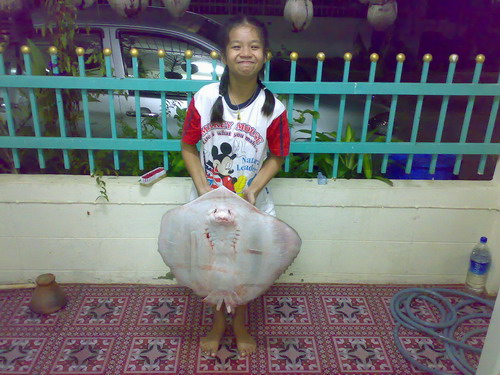 กระเบนครับจากชลบุรี :love: :blush: :cool: