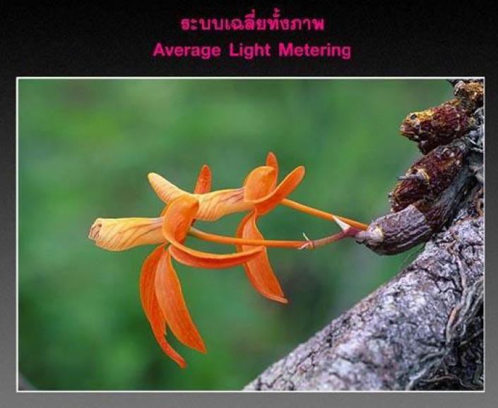 ระบบวัดแสงของกล้องดิจิตอลแบ่งออกเป็น 4 ระบบใหญ่ ๆ ให้เลือกใช้งานคือ

1. ระบบวัดแสงเฉลี่ยทั้งภาพ ( 