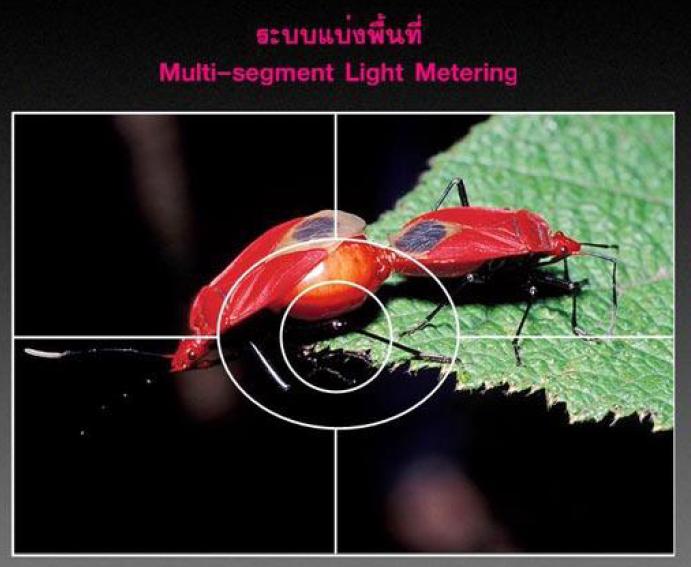3. ระบบวัดแสงแบ่งพื้นที่ (Multi-segment Light-Metering) ระบบนี้จะมีการแบ่งพื้นในช่องมองภาพออกเป็น
ส