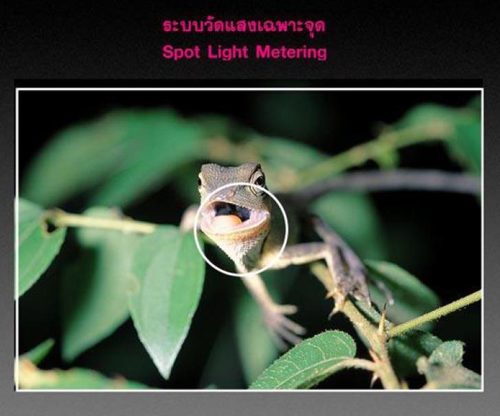 4. ระบบวัดแสงเฉพาะจุด (Spot Light-Metering) เป็นการวัดแสงจากพื้นที่ส่วนกลางภาพเท่านั้น เหมาะสำหรับ
