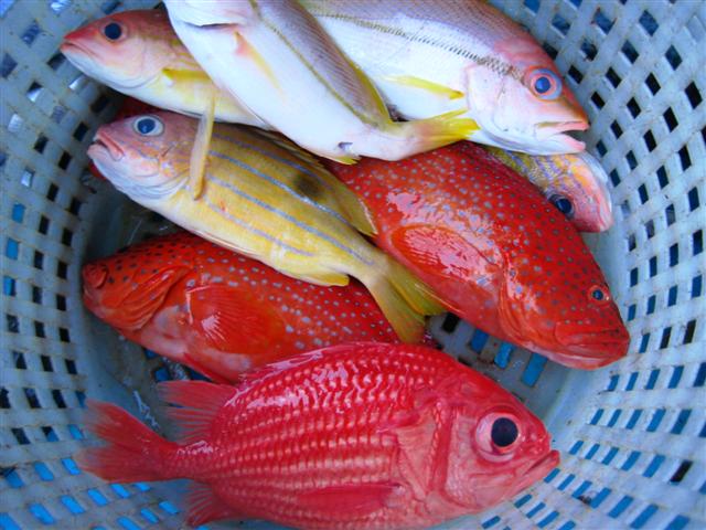 สีสวย...ข้างปาน+เก๋าแดงจุดฟ้า