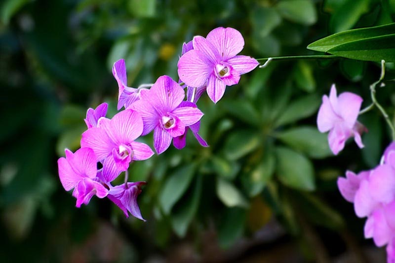 ไม้บ้าน...ไม้ป่า..........มีให้เพลินตา เพลินใจ......
 :love: :love: