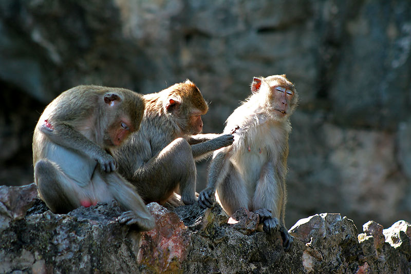 เพลินจริงๆ  .................

ดูซิ ... หลับตาพริ้มเชียว

 :laughing: :laughing: :laughing: