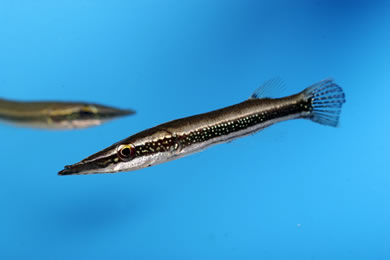 LUCIOCEPHALUS AURA.
ชื่อทั่วไป = LUCIOCEPHALUS SP."PEPPERMINT." หรือ LUCIOCEPHALUS SP." GREEN."
แห