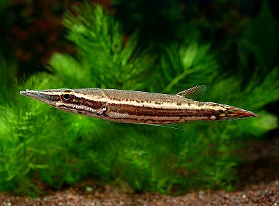 LUCIOCEPHALUS PULCHER.
ชื่อ = PIKEHEAD.
แหล่งที่พบ = ไทย มาเลเซีย อินโดนีเซีย
ขนาด = ใหญ่สุดวัดจา