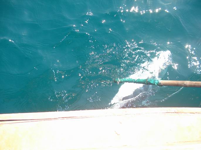 .................... :love: :love:.....โฉมมีอีกแล้วครับ...ตัวสวยส่ะด้วย......... :cheer: :cheer: