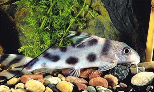 สวัสดีวิน ถ้า synodontis decorus. น่าจะเป็นตัวนี้มากกว่าน่ะ ที่ซื้อไปไม่น่าจะใช่น่ะเพราะว่า ตัวที่ซื