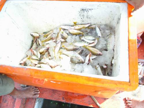 ปลาเล็กครับ มีปลาทรายแดง ปลาทู ปลาสีกุน เก๋าเล็ก ข้างปาน และอื่นอีกมากมายครับ ไป 7 คน แบ่งกันคนละ 22