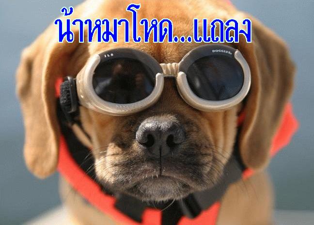  :smile: :smile:  :grin: :grin:  :smile: :smile:
...น้องขวัญดาวครับ 