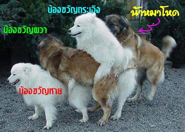  :cool: :cool: :cool: :cool: :cool: :cool: :cool: :cool: :cool:
 [q]...สำหรับข้อกางขา...เฮ้ย...กังข