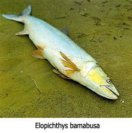ELOPICHTHYS BAMBUSA.
ชื่อสามัญทั่วไป = YELLOWCHEEK.
ขนาด  =  สามารถใหญ่ได้ถึง 2 เมตร. บางตำราระบุว