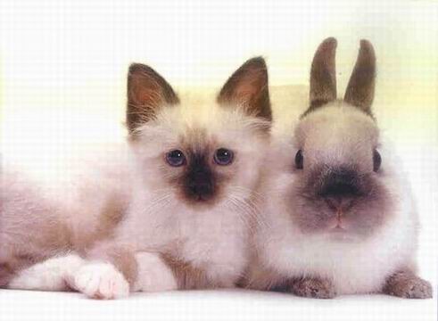  :blush: :blush:....คู่แฝดหรือเปล่าน๊า ดูให้ดีๆคับ .... น่ารักจัง....:blush: :blush:
 :love: :love: