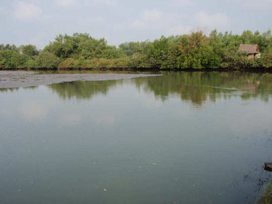 คลองสวนวันสะใจ กับ แห้วหัวใหญ่ของใครบางคน