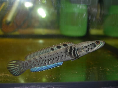 C.ornatipinnis. อาศัยตามลำธารน้ำไหล ในรัฐ Rakhine. ของพม่า ลักษณะเด่นของปลาช่อนแคระชนิดนี้คือ จุดดำป