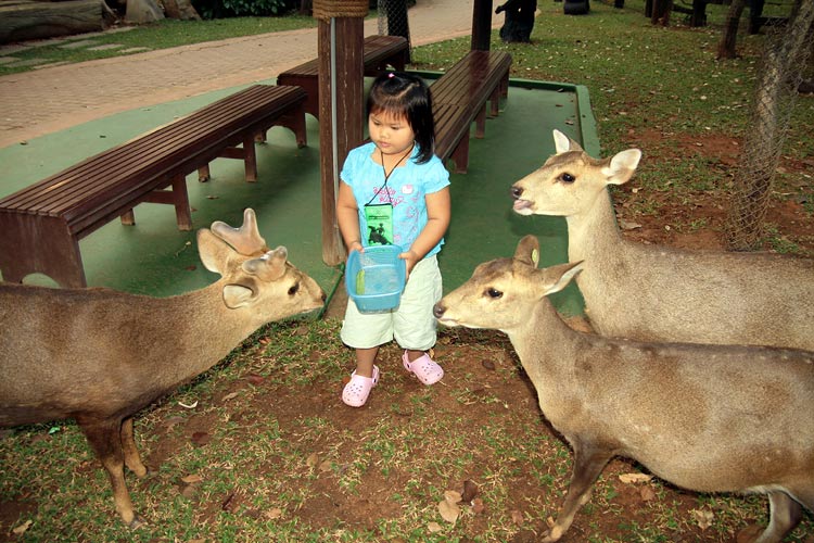 โดนกวางรุม 3รุม 1.....ชักใจไม่ดี  เรียกหาป๊าแล้ว :grin: :grin: :grin:
