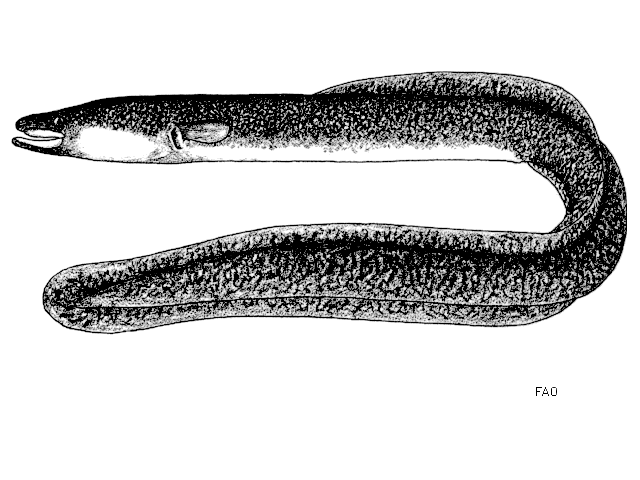 Anguilla marmorata.
ชื่อทั่วไป   = Giant mottled eel. ในบ้านเราเรียก ปลาไหลยักษ์
ขนาด       = 70 ซ