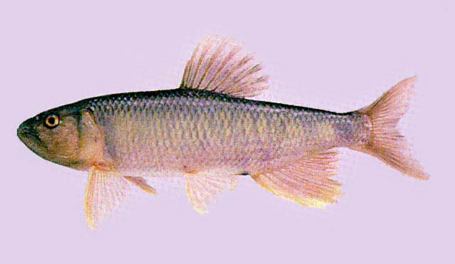 Opsariichthys uncirostris.
ชื่อทั่วไป   = Three-lips.
ขนาด       = 30-32 ซม.
แหล่งที่พบ= จีน รัสเ