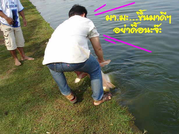 หลังจากเย่ออีกหลายจึ้ก พี่บึกก็หมดเป็นเหมือนกันลอยตัวนิ่งให้น้าทรยกขึ้นมาแต่โดยดี