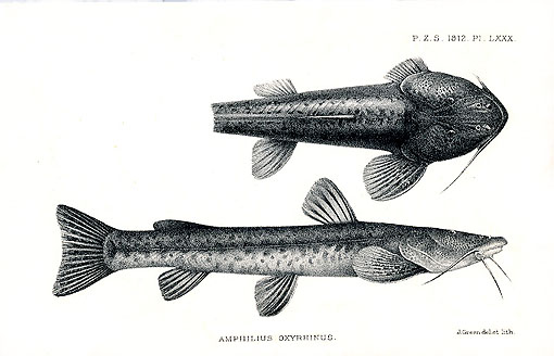 Amphilius oxyrhinus.
ชื่อทั่วไป      = Common mountain catfish.
แหล่งที่พบ   = Lorian Swamp Basin.