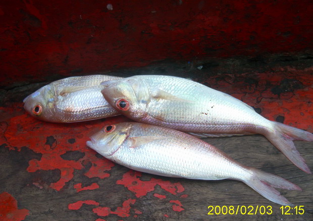  :spineyes: :spineyes:....นอนกลิ้งไปกลิ้งมาอยู่หัวเรือจ๊ะเอ๋กับเจ้าสามตัวนี้ เลยแซ๊ะ 1 รูปก่อนแปรสภา
