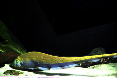 มีปลาอยู่ชนิดนึง ทางสถานแสดงพันธุ์ระบุว่า เป็นปลาจำพวก Knifefish. จากอเมริกาใต้ ขออนุญาตบอกตามตรงว่า