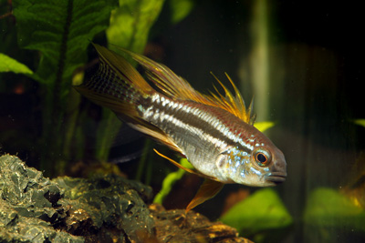Apistogramma. ตัวน้อยที่ขาดเสียไม่ได้.

 :grin: :grin: :grin: :grin: :grin: :grin: :grin: :grin: :
