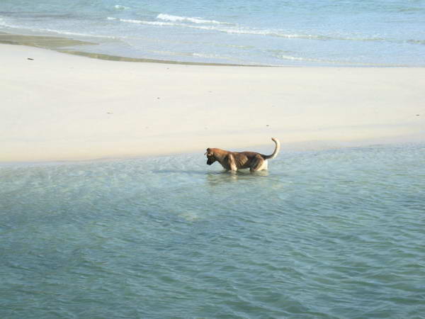 ตอนเย็นๆ หมามันมองหาปลาที่หาดตรงข้าม เค้าบอกมันมาจับทุกวันแหละ 8 ปีแระยังไม่ได้เลย - -