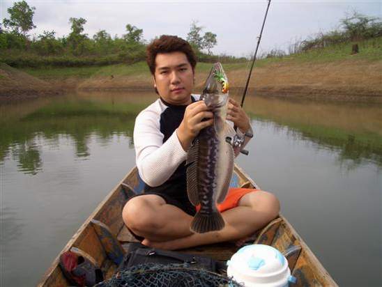 ชะโดไซส์เกินโลตัวแรกของน้องบวม :grin: