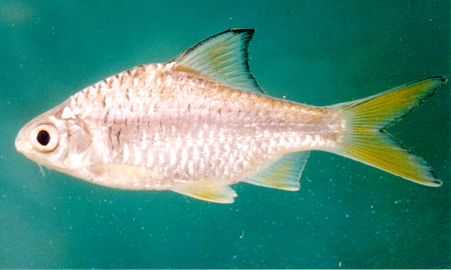 เลยขอนำปลาหนามหลังชนิดนึงมานำเสนอก่อนน่ะครับ.
Mystacoleucus marginatus.
ชื่อทั่วไป   = ปลาหนามหลัง