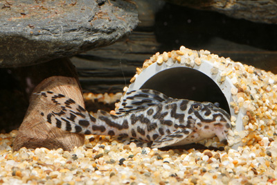 ตัวนี้ยังไงครับ Black-and-White striped Zebras plec. ของน้