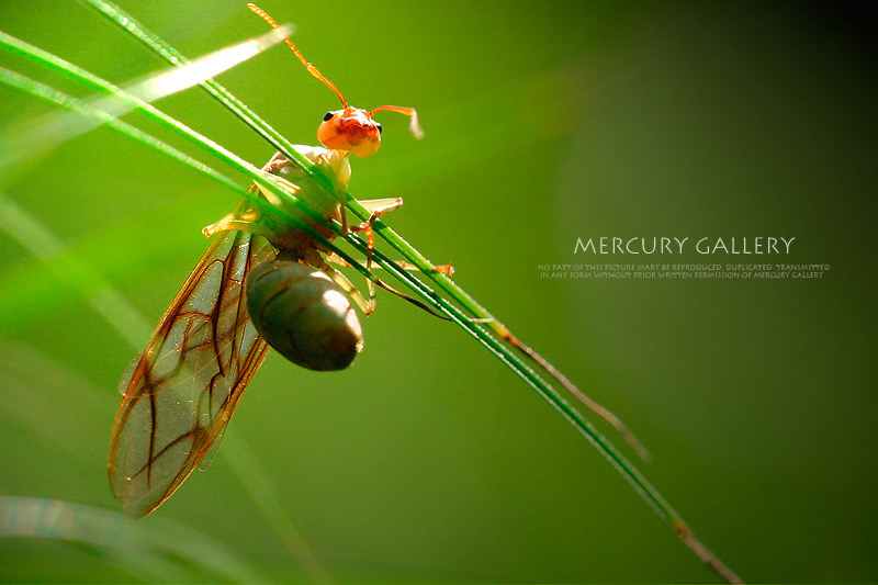 @ หัดถ่ายภาพสัตว์ใกล้ตัวกันครับ @