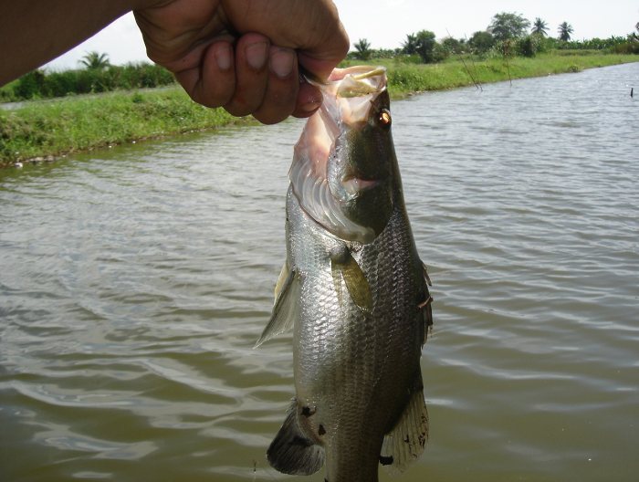 การเลี้ยงปลากระพงขาว  
ปลากะพงขาว Lates calcarifer ( Bloch )
ชื่อสามัญเรียก (Giant Perch)
ปลากะพง