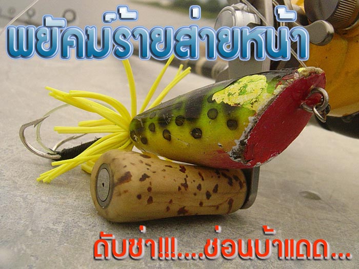 ***พยัคฆ์ร้ายส่ายหน้า..ดับซ่า!!!..ช่อนบ้าแดด***