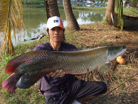 ตกอะราไพม่าปะทะชิงหลิว