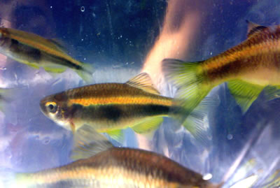 สำหรับ " Danio sp." ปลาซิวชนิดใหม่ครับ



 :grin