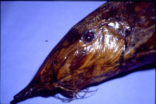 ในกลุ่มปลาหนวดที่มีเสน่ห์สำหรับคนที่รักปลา วันนี้ผมขอพูดถึงปลาในสกุล Synodontis. หรือที่บ้านเราเรียก