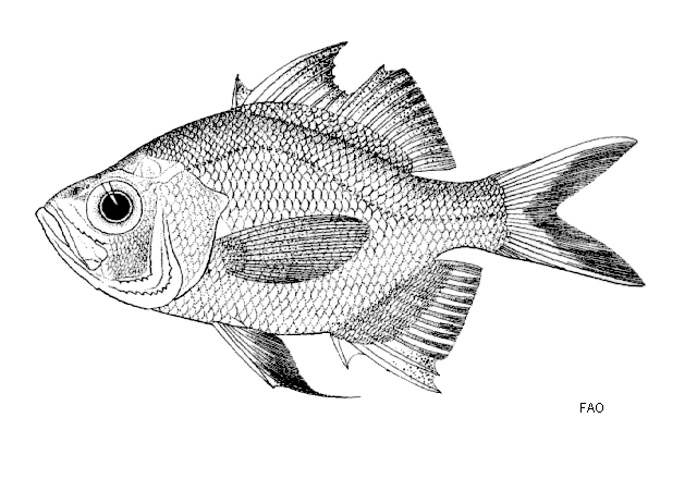 Parambassis wolffii ( Bleeker,1851.)

ชื่อทั่วไป   = ปลาแป้นแก้วยักษ์ , Thai chandid , Duskyfin gl