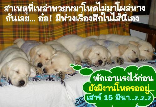  :ohh: :ohh: มีน่าเล่าเหล่าหมาทั้งหลายหางหายหมด ...เป็นเยี่ยงนี้เองรึ  :laughing: :laughing: