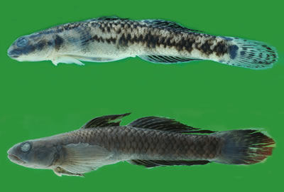 มีการบรรยายวงศ์ปลาบู่ชนิดใหม่ โดยผู้เชี่ยวชาญในวงศ์ปลาบู่ Ronald Watson.

ปลาบู่ชนิดนี้เพิ่งจะถูกบ
