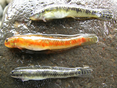 ปลาบู่ Stiphodon carisa. แตกต่างจากปลาบู่สกุลและชนิดอื่น อย่างเช่น.
1) ก้านครีบหลัง = 9
2) ก้านครี