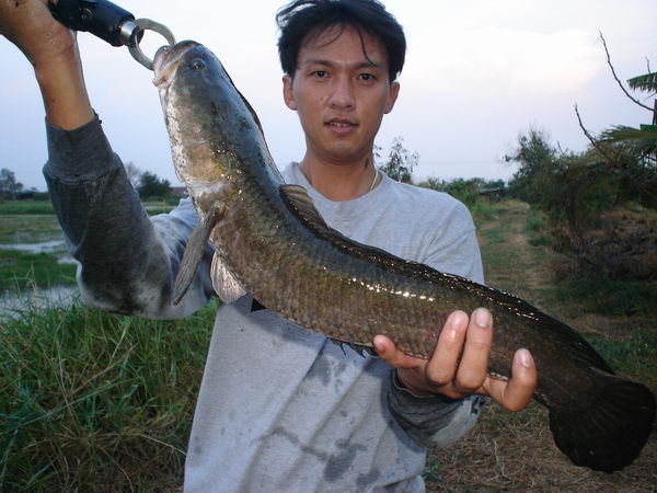 ตัวนี้ไงครับน้าบุ๊ง ที่น้านุมาช่วยกันงมอะ :grin: :grin:
รอดตายหวุดหวิดคับ :tongue: