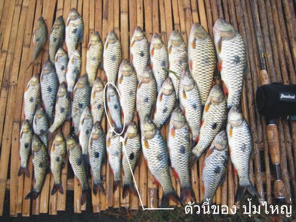 ปลารวม ครับ ตัวเล็ก มาก ๆ ก็ปล่อยไปครับตัวไหนที่เราติดว่าเอาไปทำลาบได้ ก็เอากลับครับ